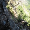 Plants: image 41 Of 52 Thumb